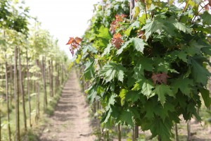 blog.5.image